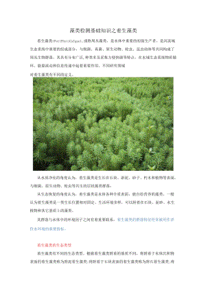 藻类检测基础知识之着生藻类.docx