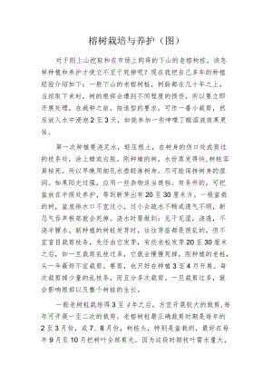 榕树栽培与养护.docx