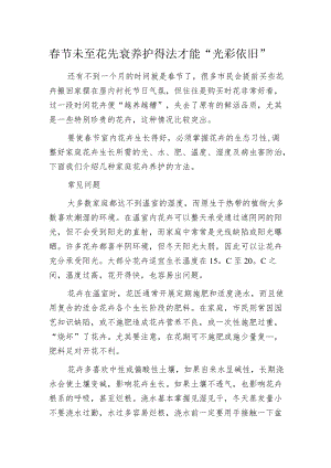 春节未至花先衰 养护得法才能“光彩依旧”.docx