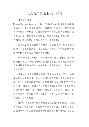 极具前景的柔毛大叶桂樱.docx