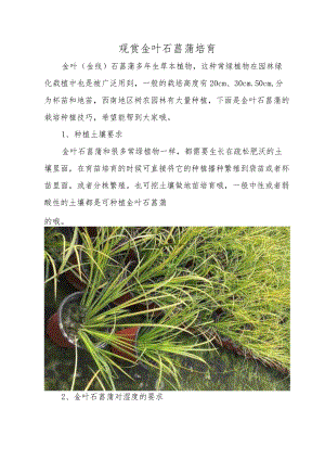 观赏金叶石菖蒲培育.docx
