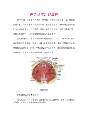 产后盆底功能康复.docx
