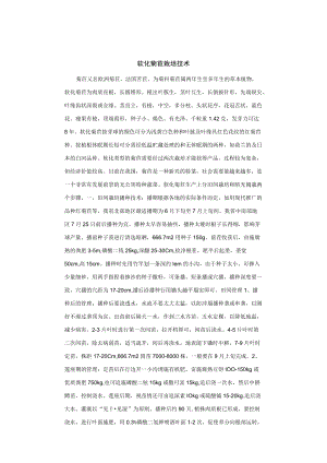 软化菊苣栽培技术.docx
