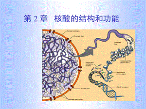 第02章核酸.ppt