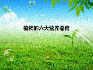 植物的六大营养器官.ppt