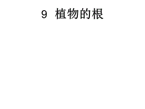 植物的根.ppt