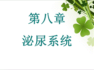 8泌尿系统.ppt