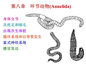 9.环节动物.ppt
