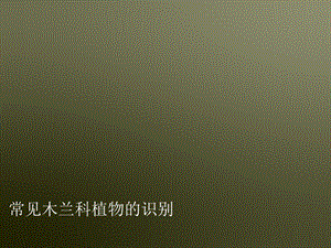 常见木兰科植物的识别.ppt