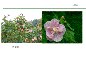 常见园林植物图谱.ppt