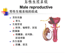 第18章男性生殖系统.ppt