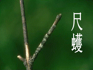 苏教版上册变色龙精品教育.ppt