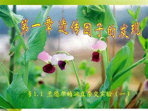 第1节nbsp孟德尔的豌豆杂交实验一21.ppt