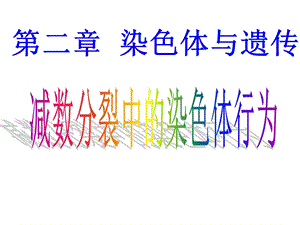 第2章第1节减数分裂中的染色体行为.ppt