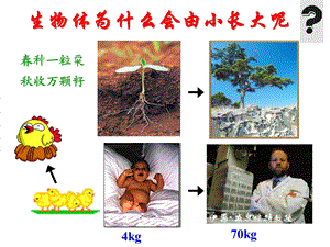 第一节细胞通过分裂产生新细胞2.ppt
