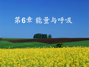 第6部分能量与呼吸名师编辑PPT课件.ppt