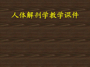 上肢骨及其连结.ppt