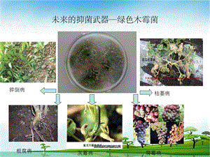 绿色木霉菌.ppt