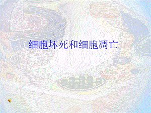细胞凋亡与细胞坏死.ppt