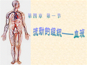 流动的组织血液.ppt