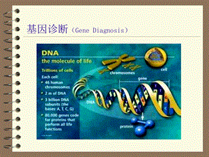 基因诊断.ppt
