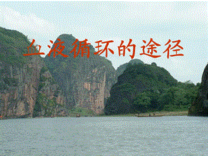 血液循环的途径.ppt