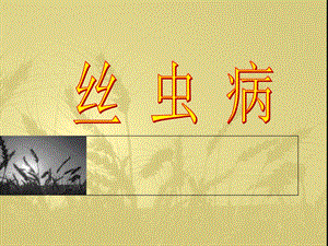 丝虫病.ppt.ppt