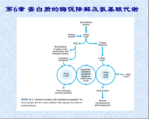 第7章蛋白质的酶促降解及氨基酸代谢.ppt