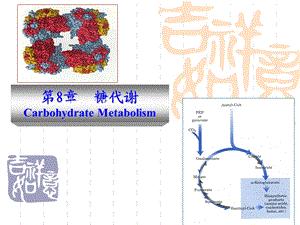 第8章糖代谢.ppt