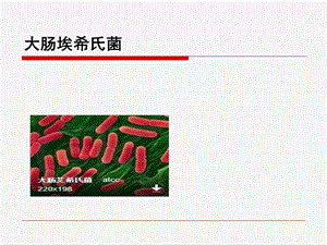 大肠埃希菌.ppt