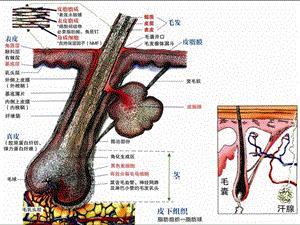 毛发生理学初级课程.ppt