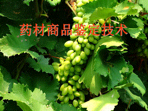 果实种子类药材.ppt.ppt