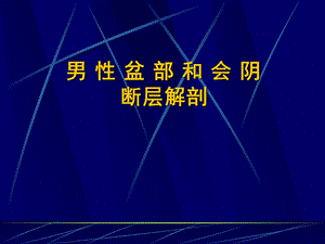 男性盆部和会阴断层解剖.ppt