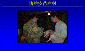 猪的疫苗注射注意事项.ppt