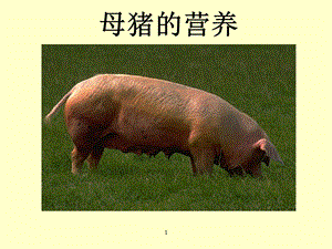 母猪的营养.ppt
