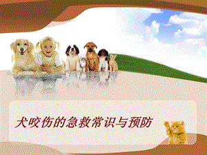 犬咬伤的急救常识与预防.ppt