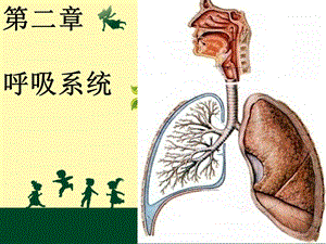 呼吸系统概述及急性支气管炎.ppt