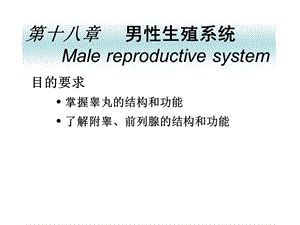 【组织学与胚胎学】第十八章 男性生殖系统.ppt