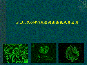 肾脏病理.ppt