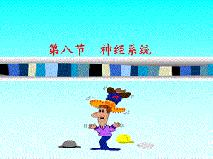 解剖神经系统.ppt