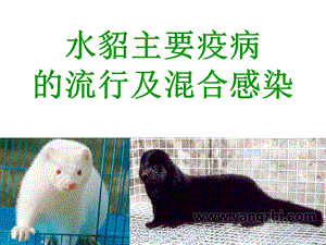 水貂主要疫病的流行及混合感染.ppt