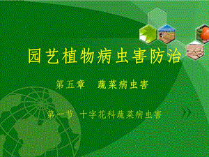 园艺植物病虫害防治十字花科蔬菜病虫害.ppt