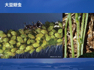 大豆病虫害高清图谱.ppt