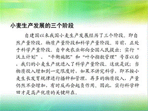小麦高产栽培技术.ppt