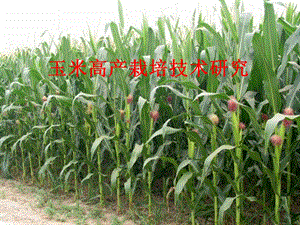 夏玉米栽培技术.ppt
