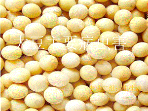 大豆主要病虫害.ppt
