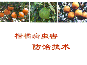 柑橘病虫害防治全面技术.ppt