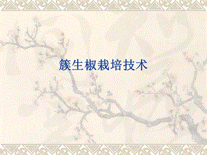 朝天椒栽培技术.ppt