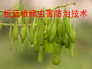 板蓝根病虫害防治技术.ppt