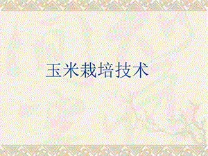 玉米栽培技术.ppt